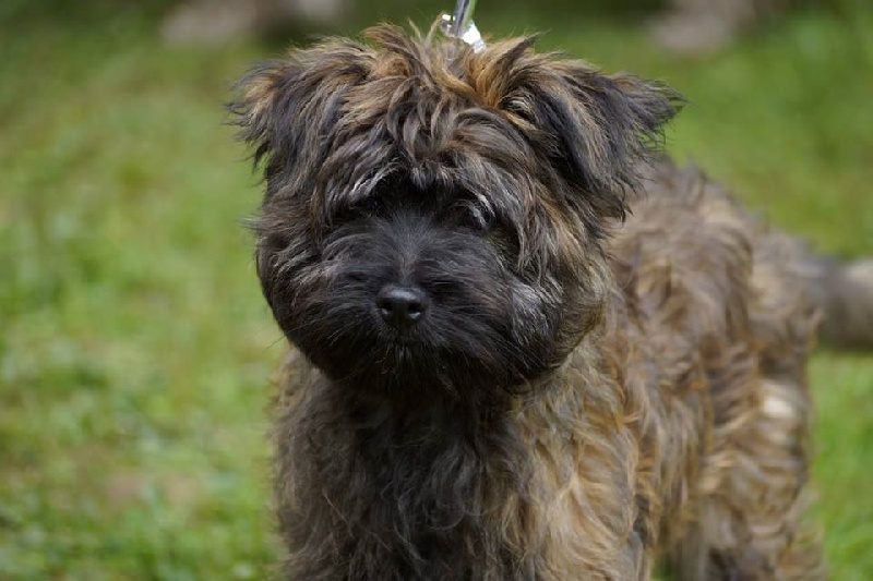 Merlin des Haies de Chênes Verts