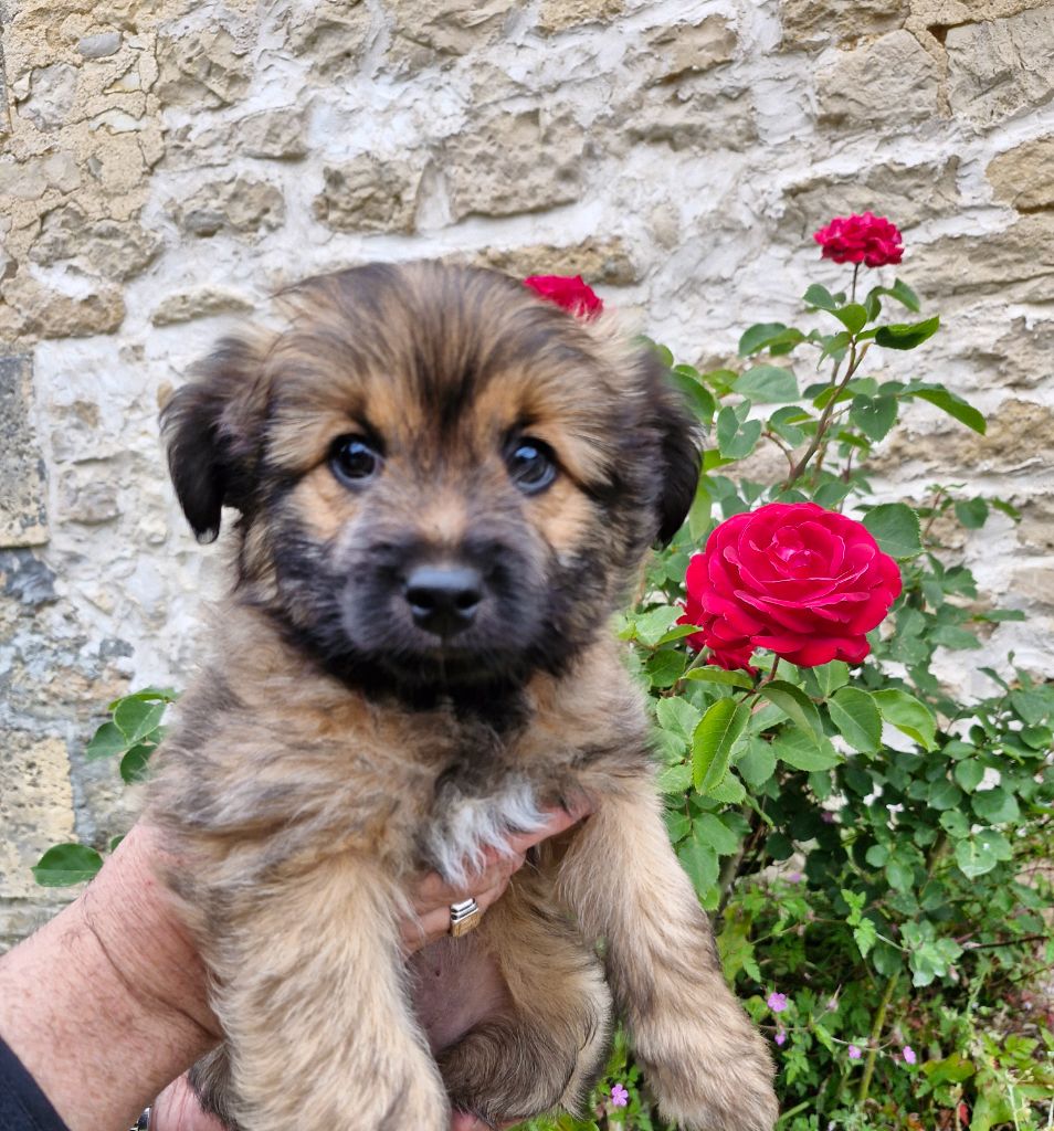 Soum De Matte Du Pla D'Adet - Chiots disponibles - Berger des Pyrenees à poil long