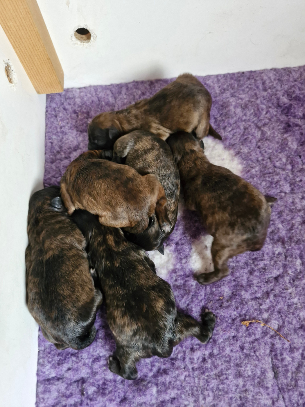 Soum De Matte Du Pla D'Adet - Chiots disponibles - Berger des Pyrenees à poil long