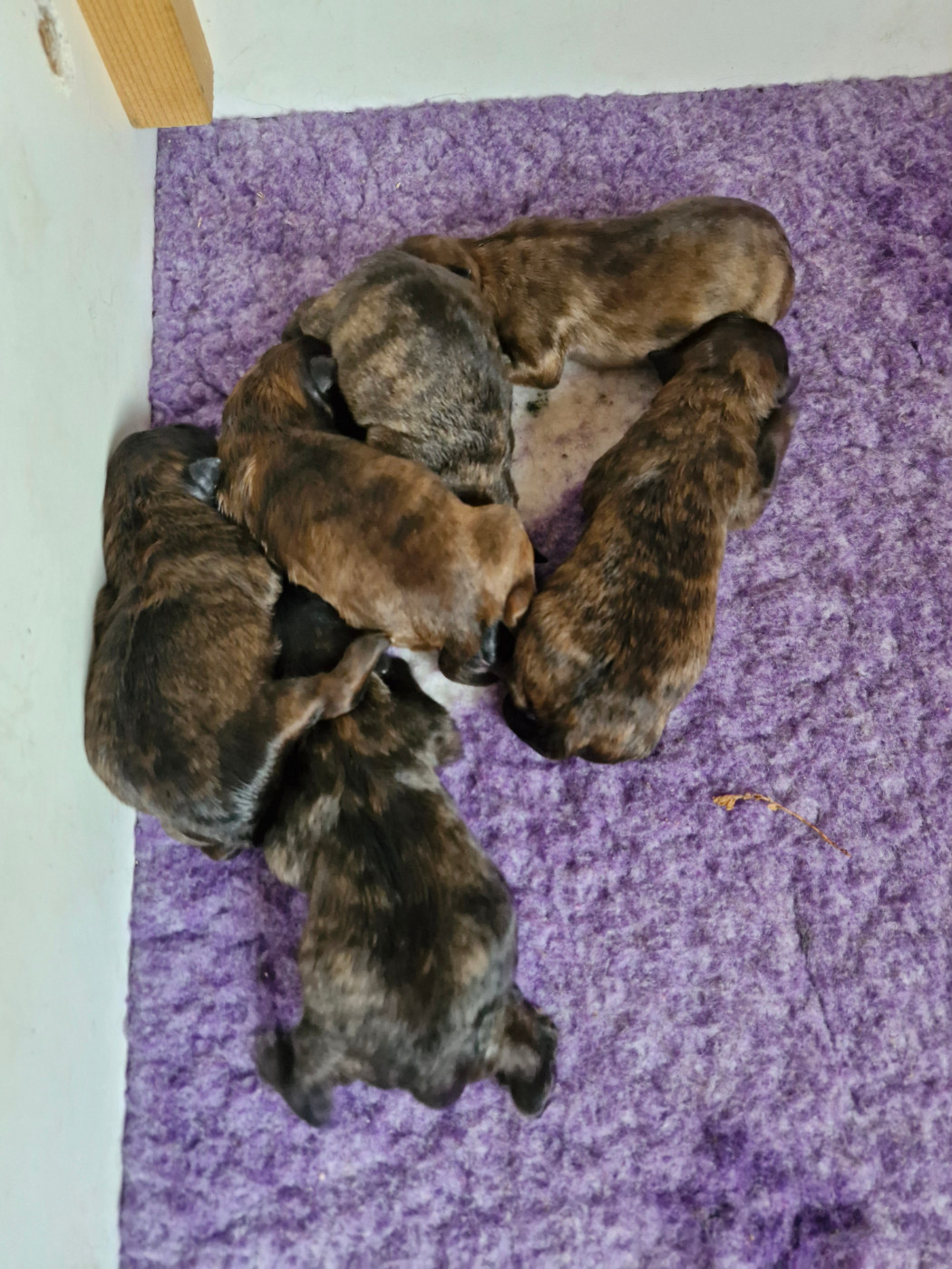 Soum De Matte Du Pla D'Adet - Chiots disponibles - Berger des Pyrenees à poil long