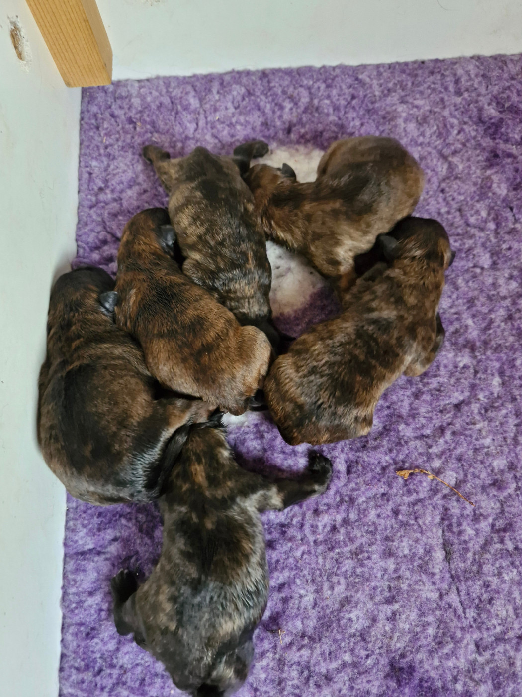 Soum De Matte Du Pla D'Adet - Chiots disponibles - Berger des Pyrenees à poil long