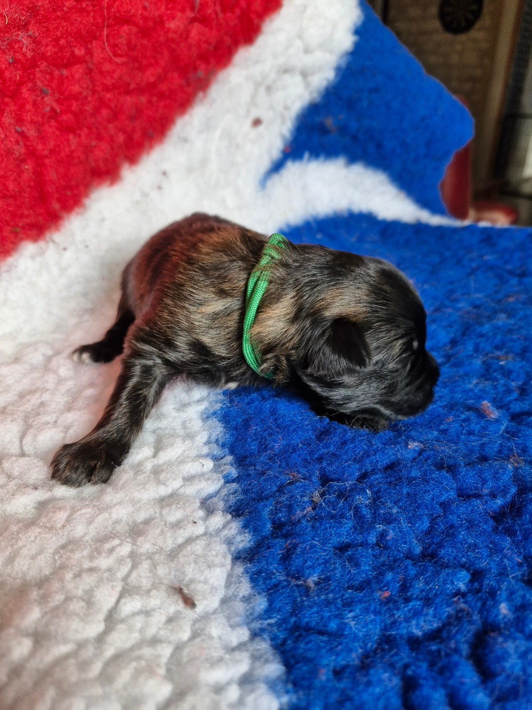 Soum De Matte Du Pla D'Adet - Chiots disponibles - Berger des Pyrenees à poil long