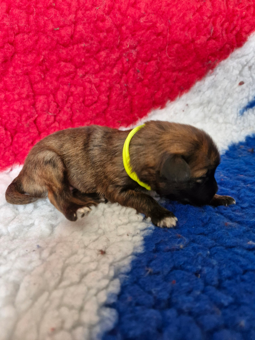 Soum De Matte Du Pla D'Adet - Chiots disponibles - Berger des Pyrenees à poil long