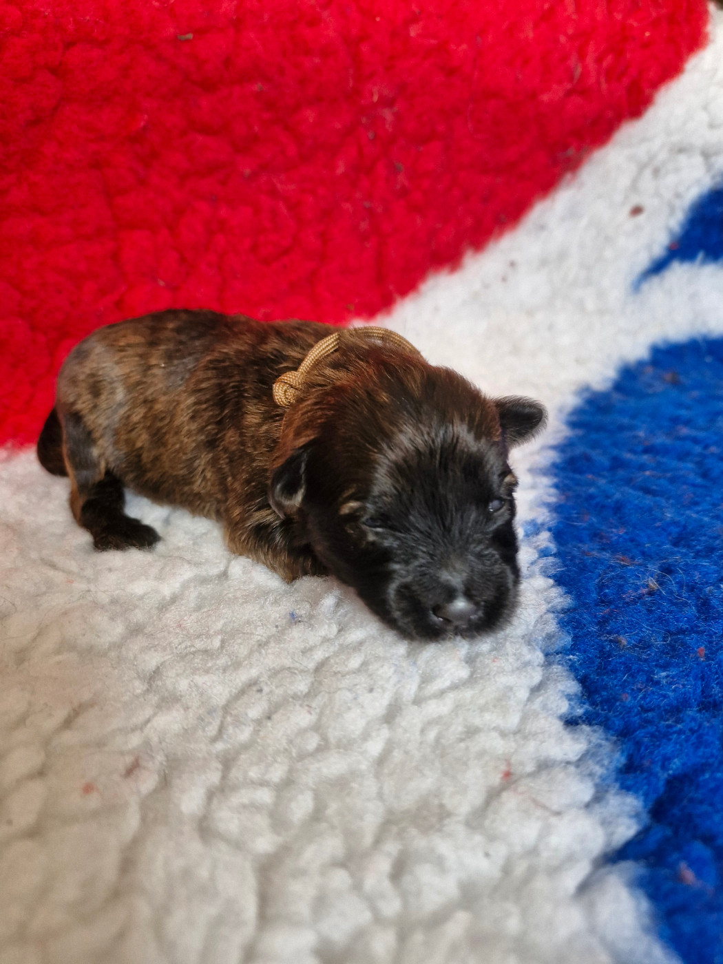 Soum De Matte Du Pla D'Adet - Chiots disponibles - Berger des Pyrenees à poil long