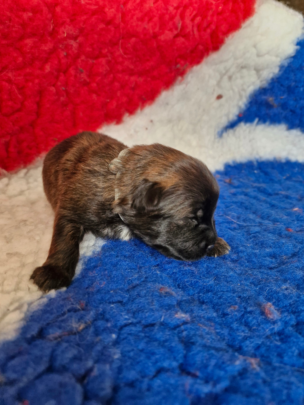 Soum De Matte Du Pla D'Adet - Chiots disponibles - Berger des Pyrenees à poil long