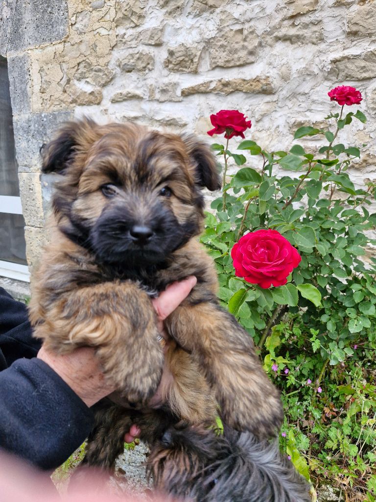 Soum De Matte Du Pla D'Adet - Chiots disponibles - Berger des Pyrenees à poil long