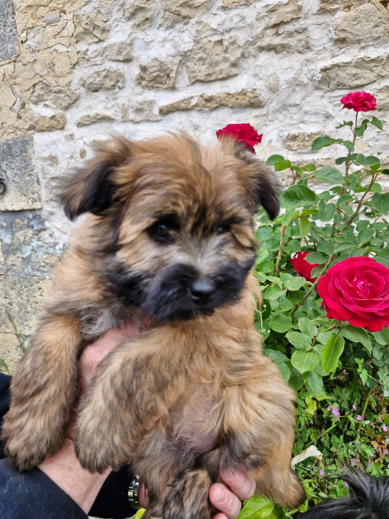 Soum De Matte Du Pla D'Adet - Chiots disponibles - Berger des Pyrenees à poil long