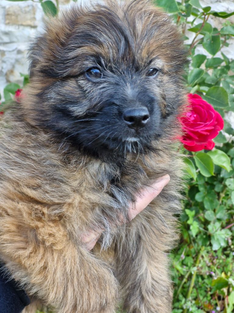 Soum De Matte Du Pla D'Adet - Chiots disponibles - Berger des Pyrenees à poil long