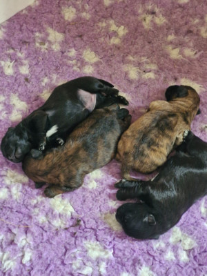 CHIOT 3