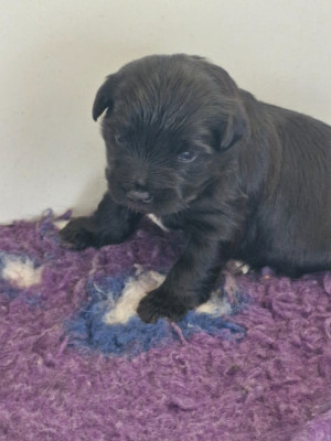 CHIOT 4