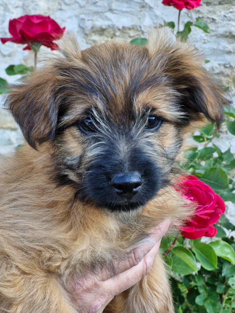 Soum De Matte Du Pla D'Adet - Chiots disponibles - Berger des Pyrenees à poil long