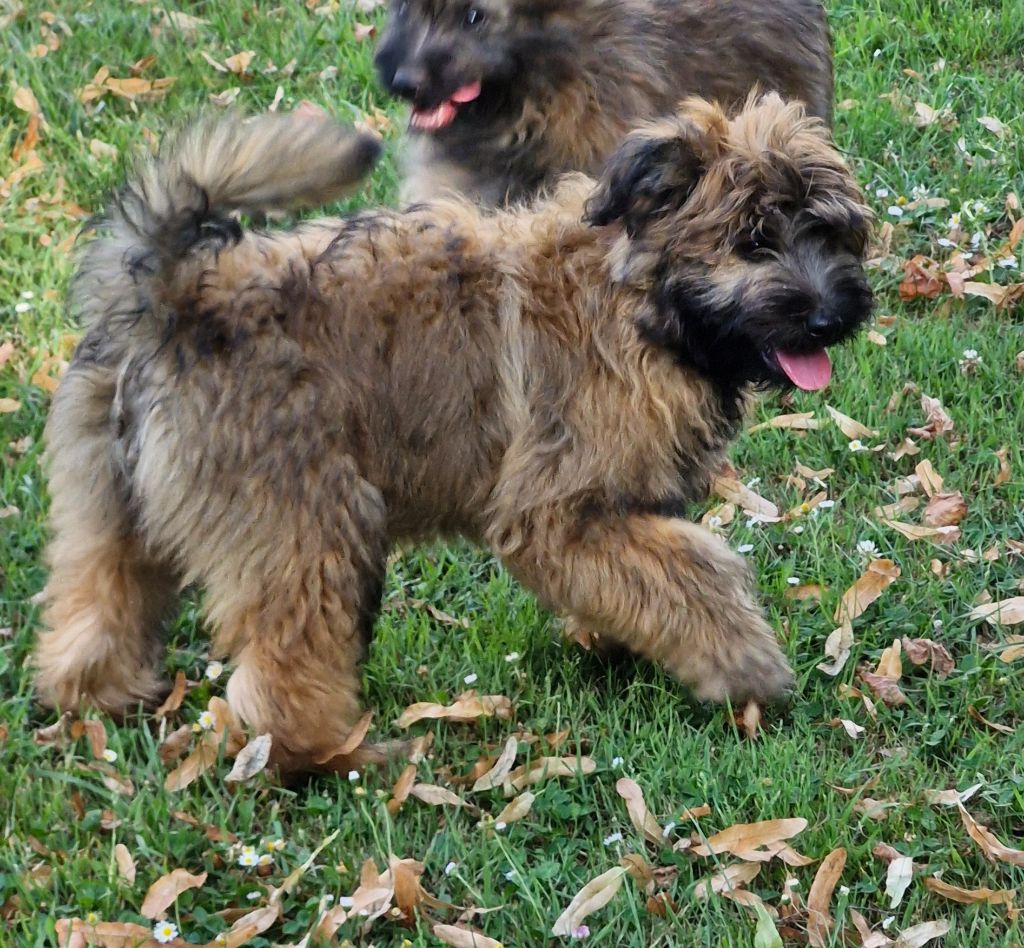 Soum De Matte Du Pla D'Adet - Chiots disponibles - Berger des Pyrenees à poil long